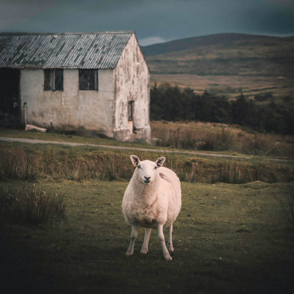 Local Sheep